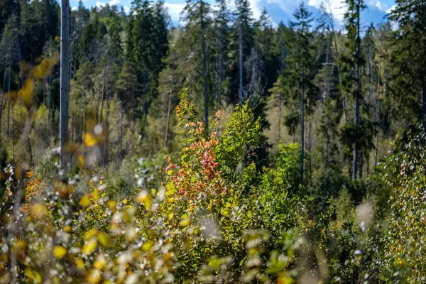 Feuilles Arbre Colorées Motif Luxuriant Dans Forêt Avec Des Branches — Photo