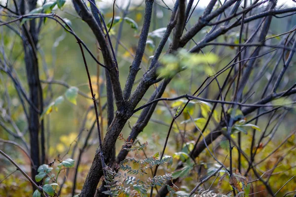 Färgade Löv Lummiga Mönster Skogen Med Grenar Och Solljus Tidig — Stockfoto