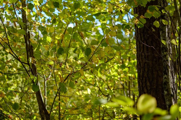 Feuilles Arbre Colorées Motif Luxuriant Dans Forêt Avec Des Branches — Photo