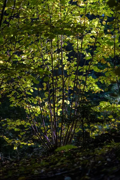 色の木が田舎で初期の秋の自然の中で緑豊かなパターンをフォレスト内枝と日光葉します — ストック写真