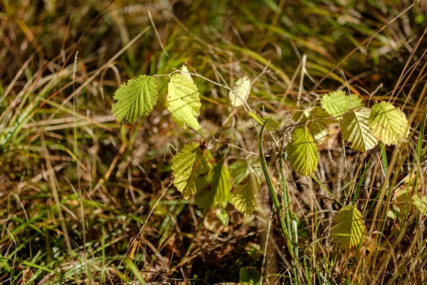 Feuilles Arbre Colorées Motif Luxuriant Dans Forêt Avec Des Branches — Photo