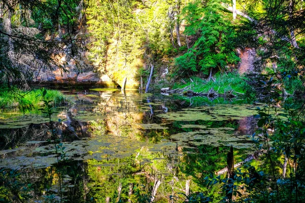 Rivière Calme Avec Des Reflets Arbres Dans Eau Dans Feuillage — Photo