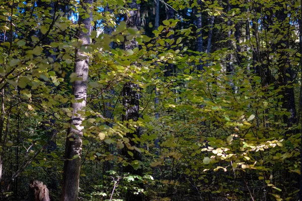 Bétula Exuberante Floresta Outono Colorido Com Troncos Árvores Folhas Cores — Fotografia de Stock