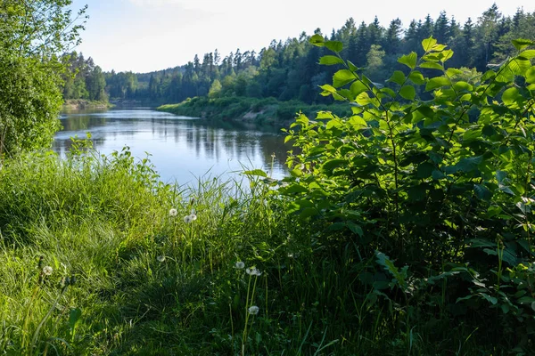 Ruhiger Fluss Mit Reflexionen Von Bäumen Wasser Leuchtend Grünem Laub — Stockfoto