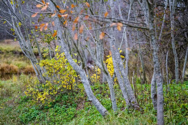 Árvore Colorida Deixa Padrão Exuberante Floresta Com Ramos Luz Solar — Fotografia de Stock