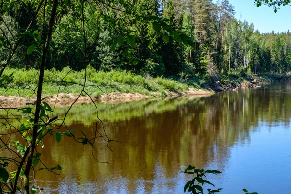在拉脱维亚塞西斯附近的森林中 夏季在明亮的绿色树叶中 在水中的树木反射的平静河流 高亚河在晚上太阳与砂岩峭壁 — 图库照片