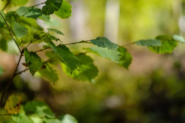 Hojas Árbol Color Exuberante Patrón Bosque Con Ramas Luz Del — Foto de Stock