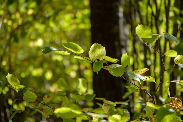 Farbige Baumblätter Üppige Muster Wald Mit Ästen Und Sonnenlicht Frühherbst — Stockfoto