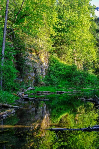 Klidná Řeka Odrazy Stromů Vodě Jasně Zelené Olistění Létě Lese — Stock fotografie