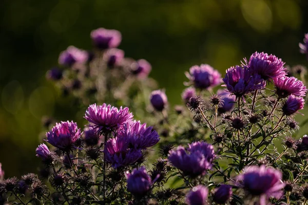 Fiori Viola Autunno Sfondo Sfocato Campagna Luce Del Mattino — Foto Stock