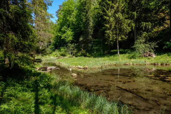 Спокойная Река Отражениями Деревьев Воде Ярко Зеленой Листве Летом Лесу — стоковое фото