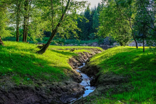 Lugn Flod Med Reflektioner Träd Vatten Ljusa Gröna Blad Sommaren — Stockfoto
