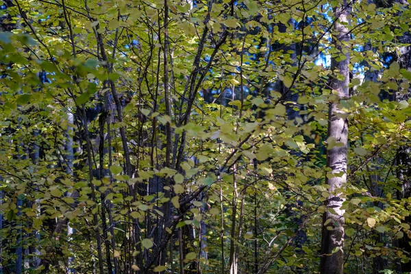 Břízou Svěží Barevné Podzimní Les Kmeny Stromů Listy Různých Barvách — Stock fotografie