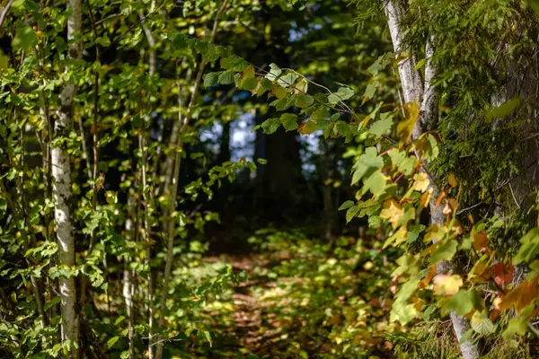 色の木が田舎で初期の秋の自然の中で緑豊かなパターンをフォレスト内枝と日光葉します — ストック写真
