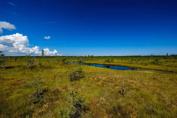 Empty Swamp Landscape Water Ponds Small Pine Trees Bright Day — Stock Photo, Image