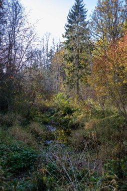 geç sonbaharda orman ayrıntılarda ağaç gövdeleri, renkli yaprakları ve boş dalları ile kırsal
