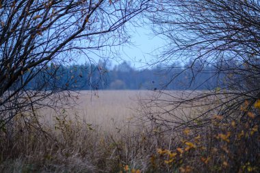 Son renkli yalnız ağaçlar kısa bir süre önce kış, donuk sonbahar renkleri ve ağaç gövdeleri ile boş park şubeleri kalkıyor