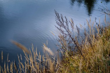 Sonbahar çimleri bents ile arka plan bulanıklık, doku doğa soyut