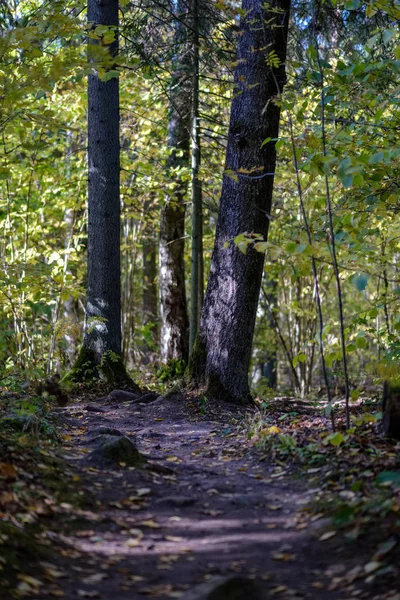 Route Campagne Vide Dans Parc Automne Entre Troncs Arbres Couleurs — Photo