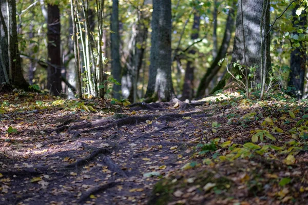 Деталі Лісу Наприкінці Осені Сільській Місцевості Стовбурами Дерев Кольоровими Листям — стокове фото