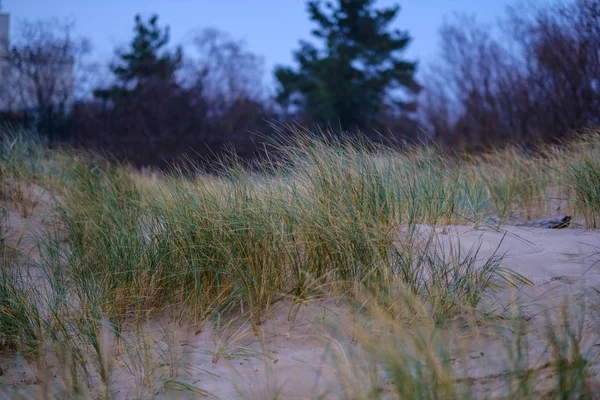 Suche Trawy Otwory Wentylacyjne Piasku Plaży Zimny Jesienny Wieczór Pobliżu — Zdjęcie stockowe