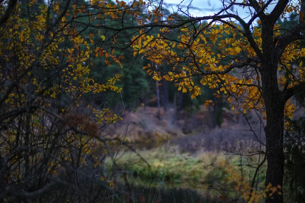 lonely trees with last colored leaves in branches shortly before winter, dull autumn colors and empty park with tree trunks