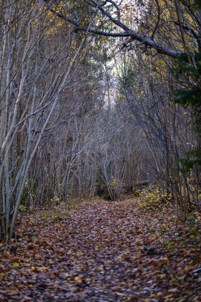 Одинокие Деревья Последними Цветными Листьями Ветвях Незадолго Зимы Тусклые Осенние — стоковое фото