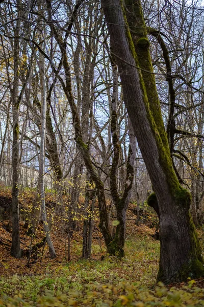 Eenzame Bomen Met Laatste Gekleurde Bladeren Takken Kort Voor Doffe — Stockfoto