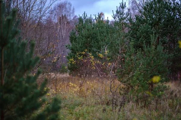 Arbres Solitaires Avec Dernières Feuilles Colorées Dans Les Branches Peu — Photo