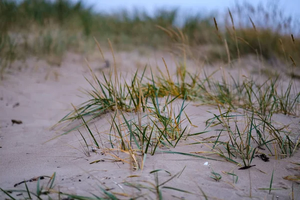 Droog Gras Openingen Zand Het Strand Koude Herfst Avond Buurt — Stockfoto