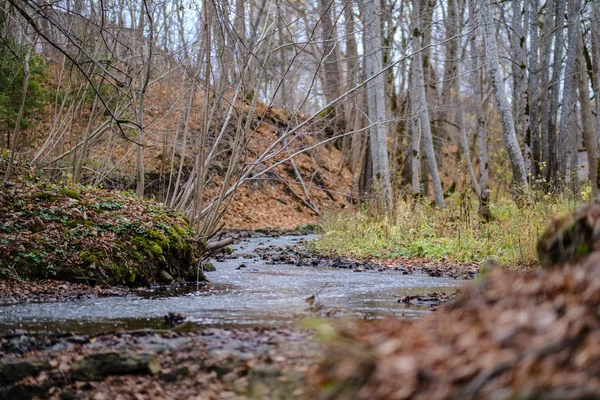 Arbres Couleur Automne Feuilles Dans Parc Près Plan Eau Campagne — Photo