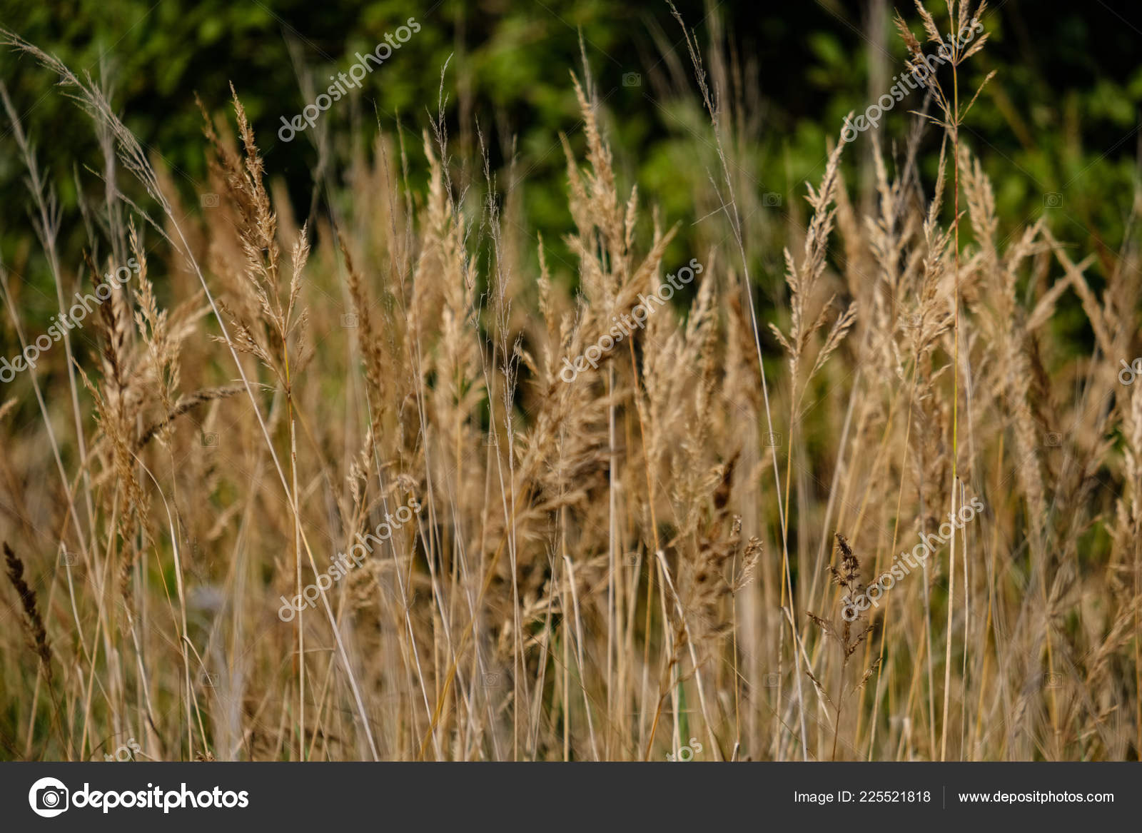 Outono Barracas Grama Com Fundo Desfocado Textura Natureza Abstrata Stock Photo C Martinsvanags 225521818