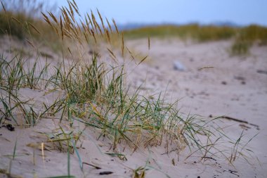 çim havalandırma kum plaj Baltık Denizi yakınındaki soğuk sonbahar akşam Kuru