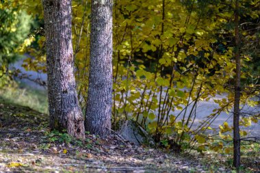 geç sonbaharda orman ayrıntılarda ağaç gövdeleri, renkli yaprakları ve boş dalları ile kırsal