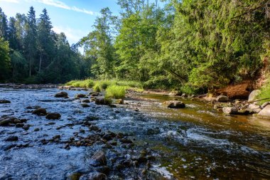 Nehir derin orman kumtaşı kayalıklarla ve eski kuru ağaç gövdeleri ile yaz yeşil havalarda kayalık akış. Letonya Cesis yakınındaki nehirde Amata