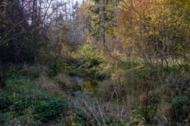 geç sonbaharda orman ayrıntılarda ağaç gövdeleri, renkli yaprakları ve boş dalları ile kırsal