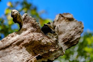 Yaş çizgilerle düşmüş kırık ağaç ağaç gövde stomp. ahşap sanat doğal ortamda