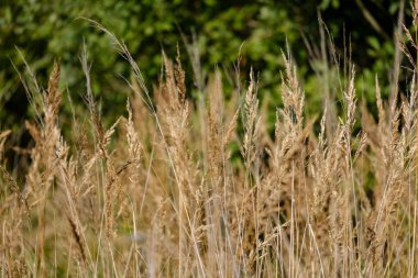 Sonbahar çimleri bents ile arka plan bulanıklık, doku doğa soyut