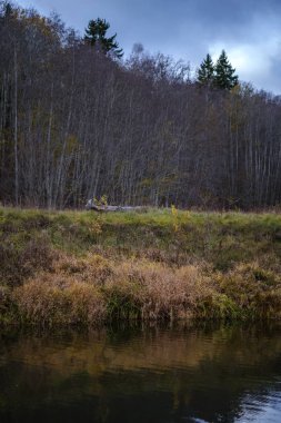 sonbahar renkli ağaçlar ve bir su parkı bırakır. ülke yan yatay görünüm