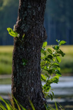 Yaş çizgilerle düşmüş kırık ağaç ağaç gövde stomp. ahşap sanat doğal ortamda