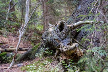 Yaş çizgilerle düşmüş kırık ağaç ağaç gövde stomp. ahşap sanat doğal ortamda
