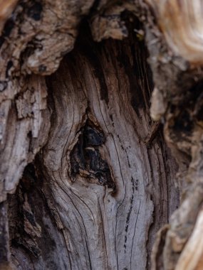 Yaş çizgilerle düşmüş kırık ağaç ağaç gövde stomp. ahşap sanat doğal ortamda