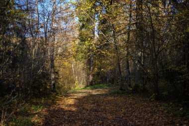 sonbahar park ağaç gövdeleri arasında boş ülkede yol. sonbahar renkleri