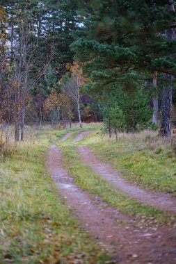 Son renkli yalnız ağaçlar kısa bir süre önce kış, donuk sonbahar renkleri ve ağaç gövdeleri ile boş park şubeleri kalkıyor