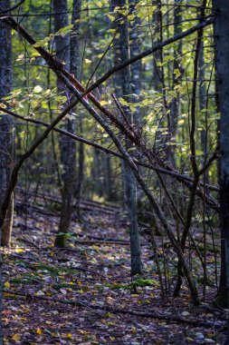 geç sonbaharda orman ayrıntılarda ağaç gövdeleri, renkli yaprakları ve boş dalları ile kırsal