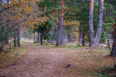 Son renkli yalnız ağaçlar kısa bir süre önce kış, donuk sonbahar renkleri ve ağaç gövdeleri ile boş park şubeleri kalkıyor