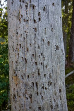 Yaş çizgilerle düşmüş kırık ağaç ağaç gövde stomp. ahşap sanat doğal ortamda