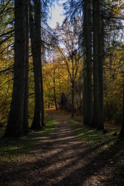 sonbahar park ağaç gövdeleri arasında boş ülkede yol. sonbahar renkleri