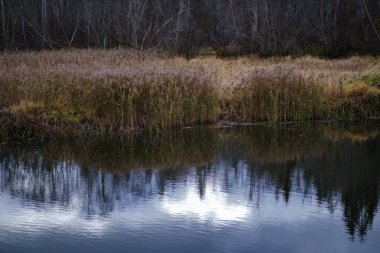 sonbahar renkli ağaçlar ve bir su parkı bırakır. ülke yan yatay görünüm