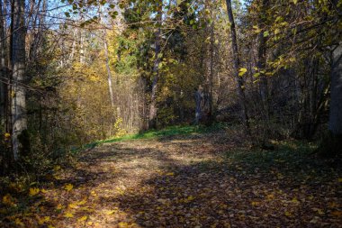 sonbahar park ağaç gövdeleri arasında boş ülkede yol. sonbahar renkleri